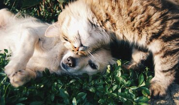 Dierenweekend bij GroenRijk Tilburg