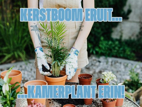 Kerstboom eruit, kamerplant erin