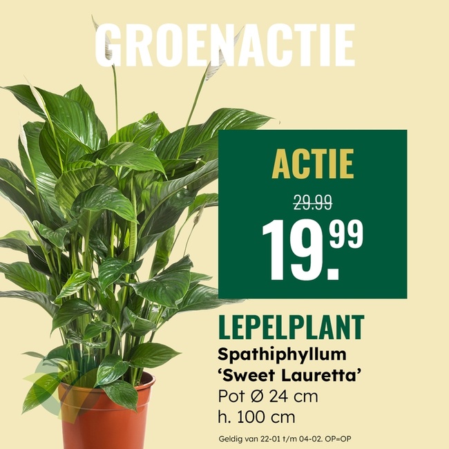 Groenactie: Lepelplant