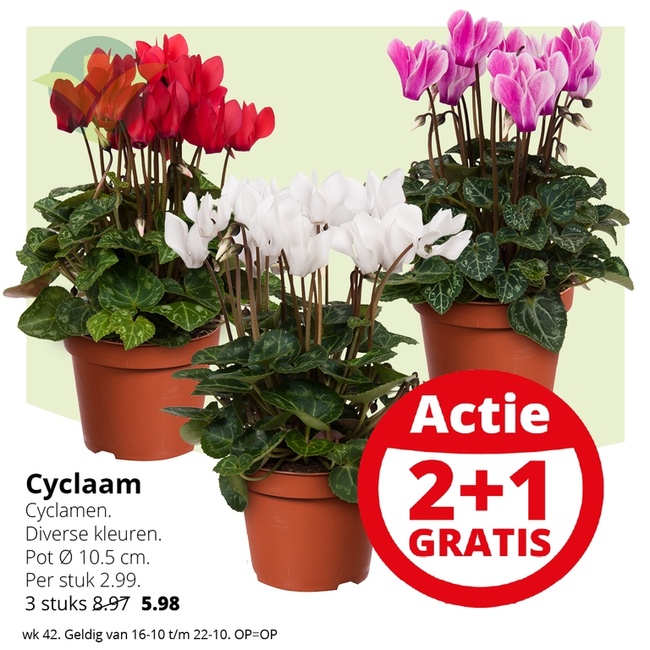 Weekaanbieding: Cyclaam